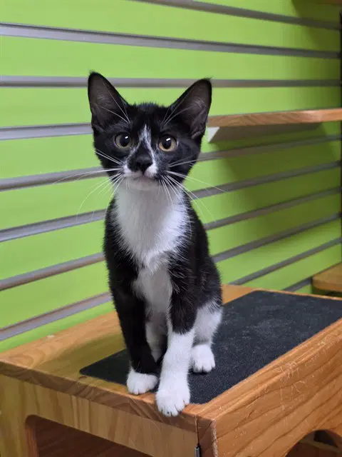 Magpie - Domestic Short Hair