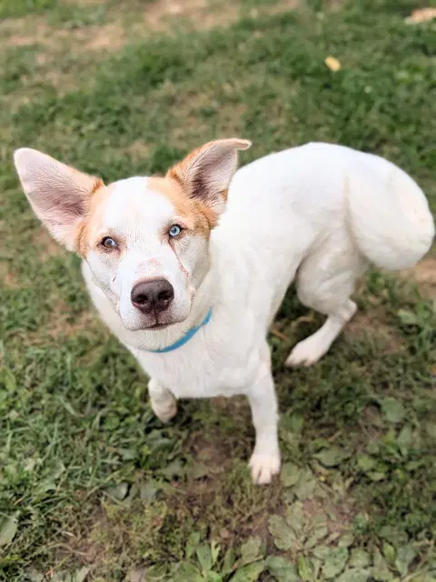 Kilo - Siberian Husky