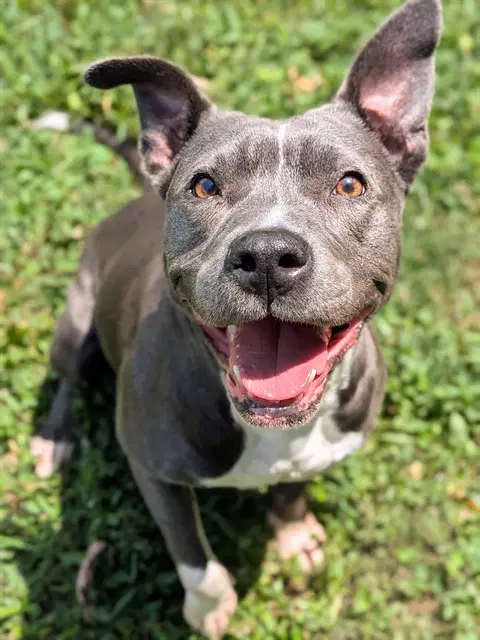 Nala - Pit Bull Terrier