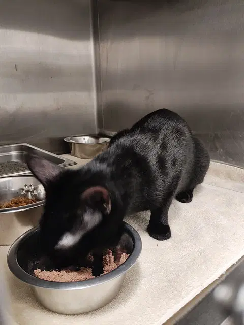 Cupcake - Domestic Short Hair