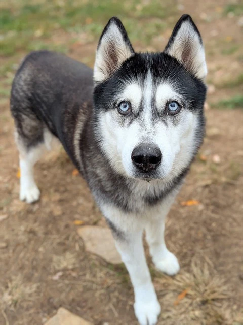 Roxy
