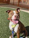 adoptable Dog in , NV named PENNY