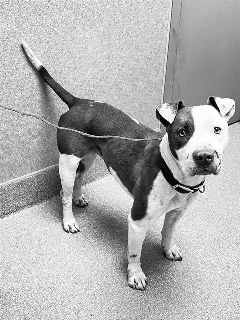 adoptable Dog in Las Vegas, NV named BLU