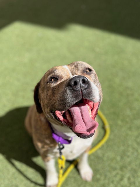 adoptable Dog in Las Vegas, NV named PRINCESS