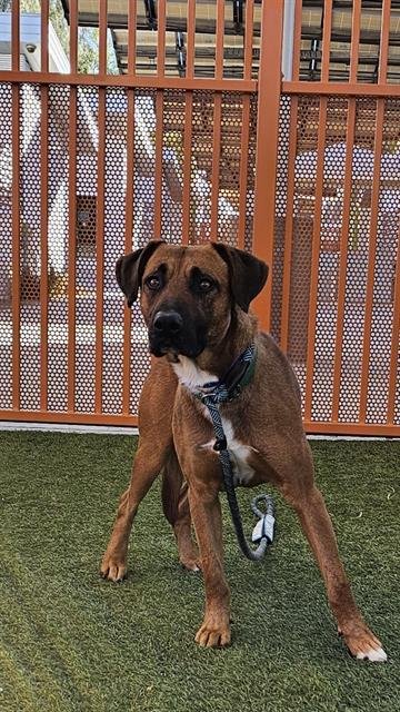 adoptable Dog in Las Vegas, NV named ROCKY