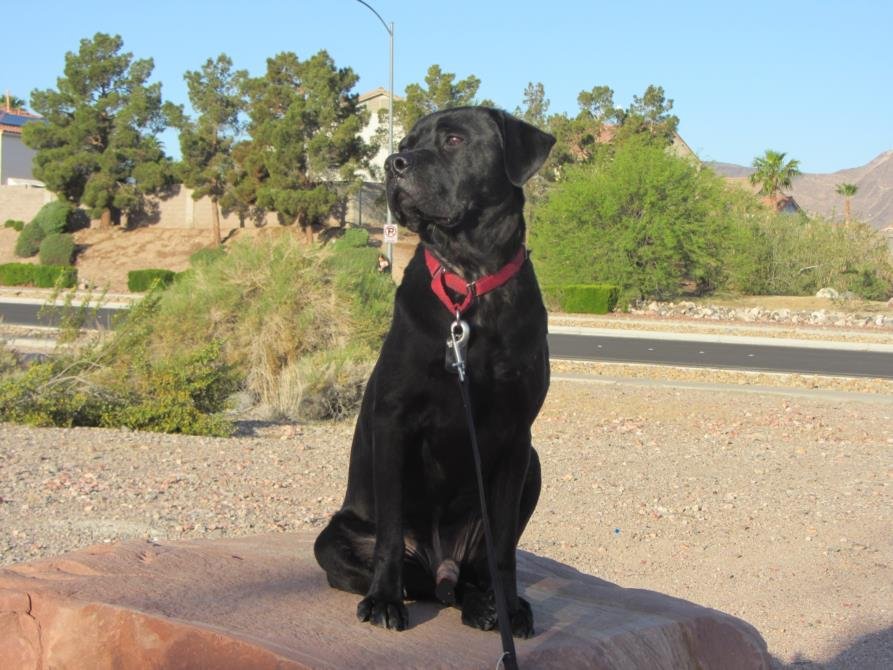 adoptable Dog in Las Vegas, NV named BARKLEY