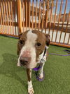 adoptable Dog in , NV named *CARAMEL