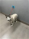 adoptable Dog in  named WINTER