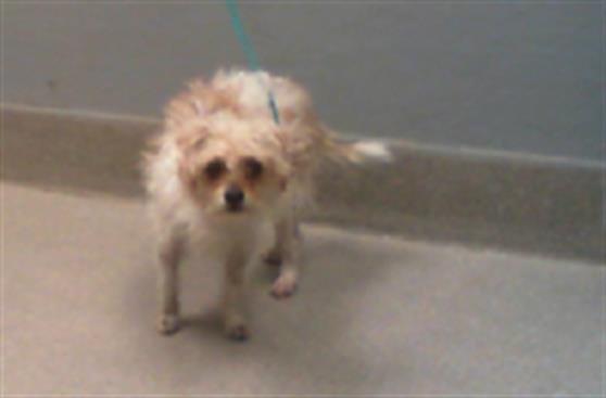 adoptable Dog in Las Vegas, NV named *ARCHER