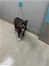 adoptable Dog in , NV named MAGGIE