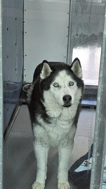 adoptable Dog in Las Vegas, NV named NIKON
