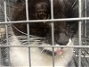 adoptable Cat in , NV named *TWIX