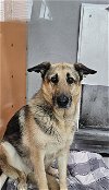 adoptable Dog in , NV named JEWELS