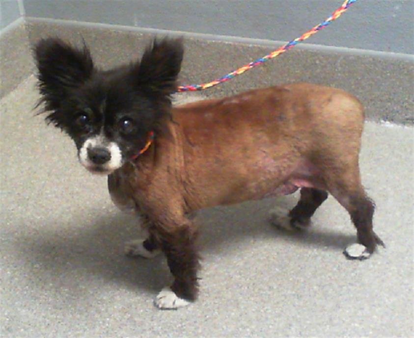adoptable Dog in Las Vegas, NV named BELLA