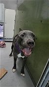 adoptable Dog in , NV named T