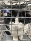 adoptable Cat in , NV named MAX