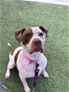 adoptable Dog in , NV named TYSON