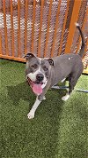adoptable Dog in , NV named MOON