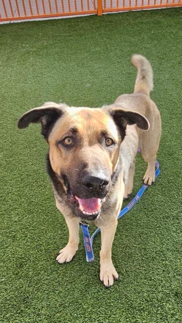 adoptable Dog in Las Vegas, NV named MOOSE