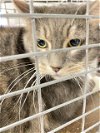 adoptable Cat in , NV named KAIPO (IPO)