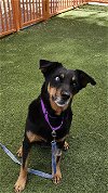 adoptable Dog in , NV named *DUFFY