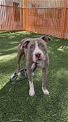 adoptable Dog in , NV named *STRAWBERRY