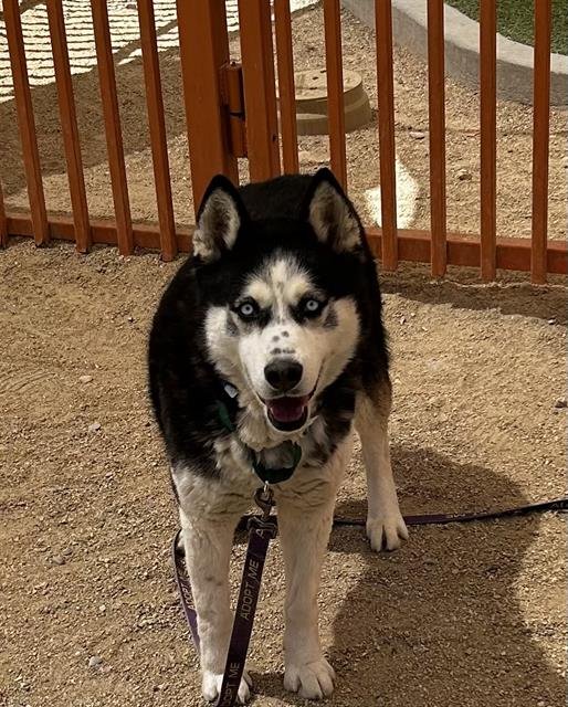 adoptable Dog in Las Vegas, NV named *ZIVEN
