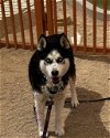 adoptable Dog in , NV named *ZIVEN