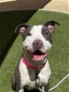 adoptable Dog in , NV named *SEQUOIA