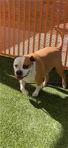 adoptable Dog in , NV named ZEUS