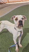 adoptable Dog in , NV named *TOAST