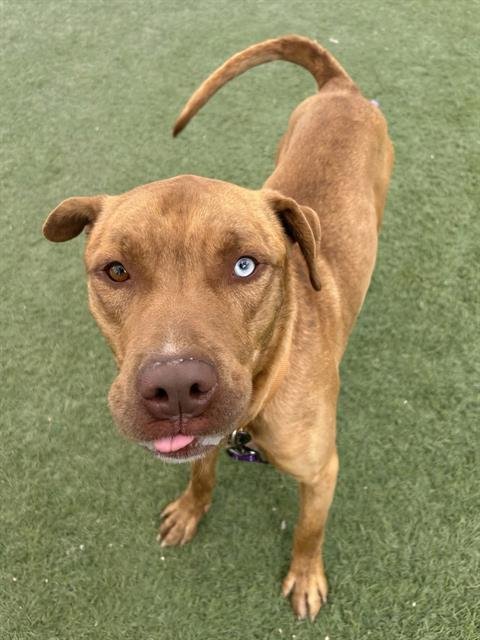 adoptable Dog in Las Vegas, NV named HANCHO