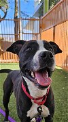adoptable Dog in , NV named *PIXIE