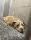 adoptable Dog in , NV named ZEUS