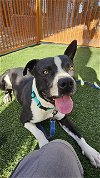 adoptable Dog in , NV named *FLASH