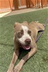 adoptable Dog in , NV named *LOUISE