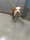 adoptable Dog in , NV named *TYLEE
