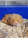 adoptable Hamster in , NV named *LORDFARQUAD