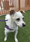 adoptable Dog in , NV named BUTTERS