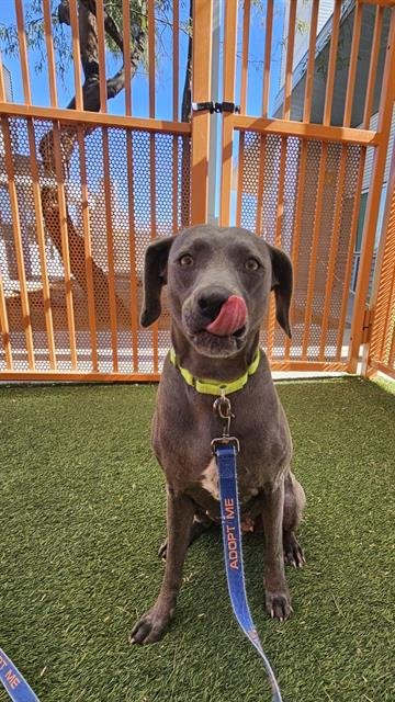 adoptable Dog in Las Vegas, NV named FRANKIE