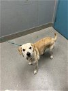 adoptable Dog in , NV named MONT