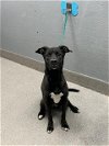 adoptable Dog in , NV named SCOOBY