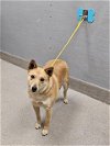 adoptable Dog in , NV named FOXY
