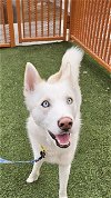 adoptable Dog in , NV named *STARFIRE