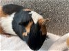 adoptable Guinea Pig in , NV named *FAUNA