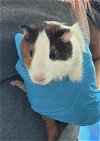 adoptable Guinea Pig in , NV named *FLOR