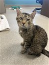 adoptable Cat in , NV named GRAYSON