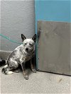 adoptable Dog in , NV named OSO
