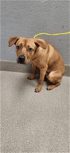 adoptable Dog in , NV named ACE