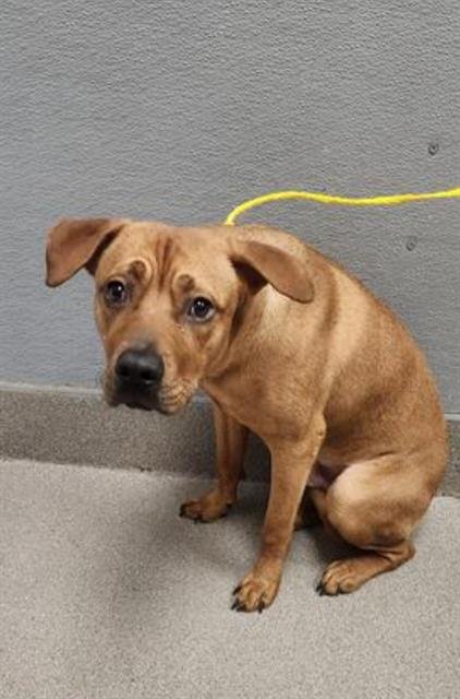 adoptable Dog in Las Vegas, NV named ACE